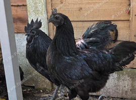 Ayam Cemani cockeral for sale