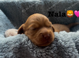COCKAPOO PUPPIES LOOKING FOR A FOREVER HOME