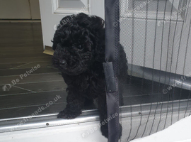 1 black toy poodle boy