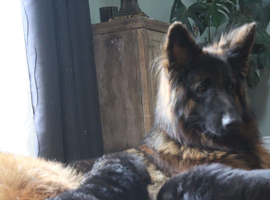 Outstanding KC German Shepherd puppies