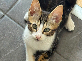 Gorgeous Mixed Bengals ready for new home