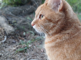 Ginger American short-hair tabby cat