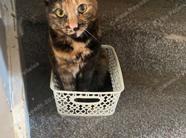 Beautiful tortoise shell short haired cat