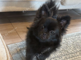 Black Pom/pug