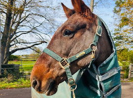 14.2 Standardbred cross 13 year old mare