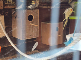 Cockatiel