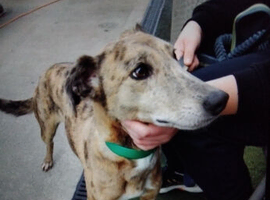 Bedlington whippt saluki gray hond