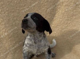 ** OUTSTANDING Jack russell terrier pups **