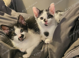 Kittens