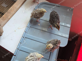 I have 5 mixed quail chicks