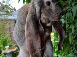 Lovely Buck English  Lop baby rabbit BLACKPOOL