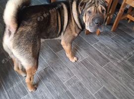 Shar pei