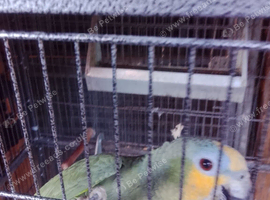 Amazon green 3 years old