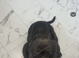 Exotic micro bully