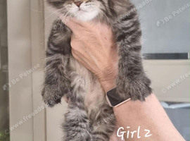 MAINCOON KITTENS