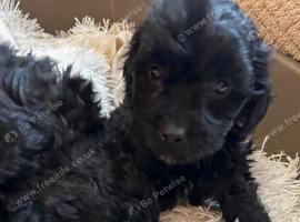 5 Beautiful Little Boy Cockapoos looking For A Forever Loveing Home, 2 Black, 2 Chocolate And 1 beige