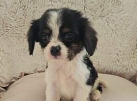 5 King charles cavalier puppies