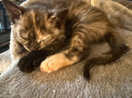 Pretty British short hair X mainecoon kittens
