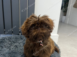 Imperial chocolate puppy