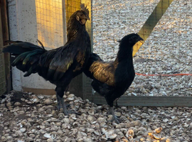 Ayam cemani pair