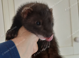 Black ferrets for sale