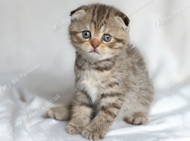 READY NOW! Scottish fold kittens