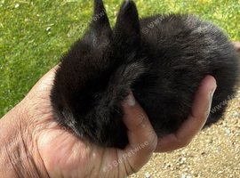 5 Gorgeous Baby Bunnies Looking for Loving Homes