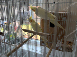 Pair of lutino cockatiels