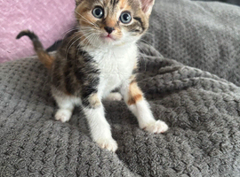 Gorgeous kittens