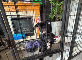 Beautiful puppies