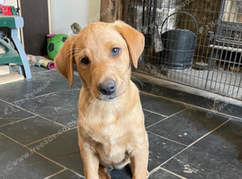 Gorgeous Fox Red Labradors