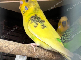 Two young budgies
