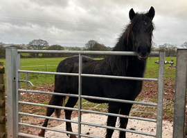 12&rsquo;2-13hh Dartmoor yearling