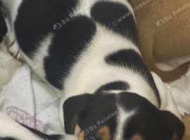 Frenchie cross cocker spaniel