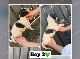 Saluki deerhound 8 weeks old