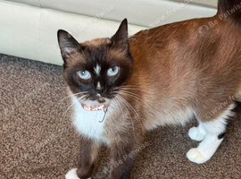 Ragdoll/ British Short Hair/ Mainecoon Cross Mixed Breed Female Cat