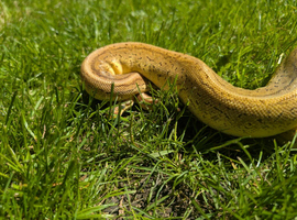 Superblast ball python (pos Yellow belly)