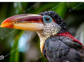 Imprinted Curl-crested Aracari for sale