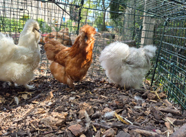 3 Silkie Hens