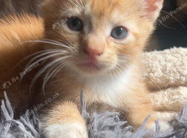 4 Gorgeous Ginger Kittens