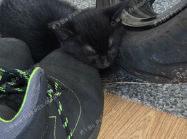 Kitten looking for loving home