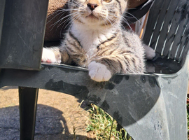 Cats for sale