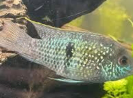 Blue Acara - Wild, Female, 5", 5yo
