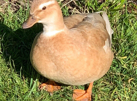 Butterscotch Call Duck Hatching Eggs x 6
