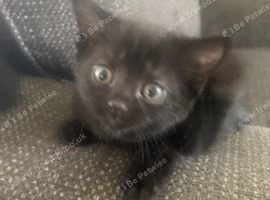 3 kittens available to rehe