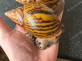 Achatina Achatina 7-8cm