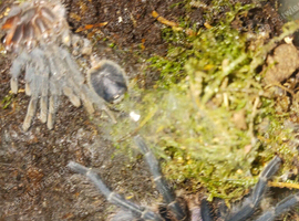 Phormictopus juvenile