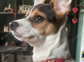 Beautiful dog for stud