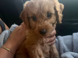 8 weeks old