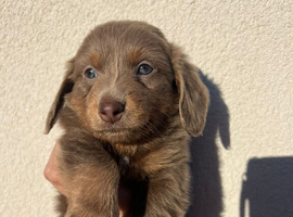 *READY TO LEAVE* unreal long hair KC registered beautiful babies
